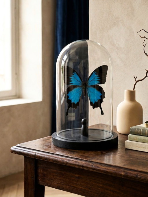 Papilio ulysses-vlinder geconserveerd onder een glazen koepel – groot formaat – exotisch exemplaar – 21 cm