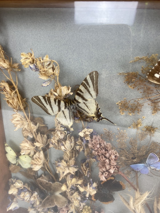 Image 1 of Eingerahmte Schmetterlinge und Blumen