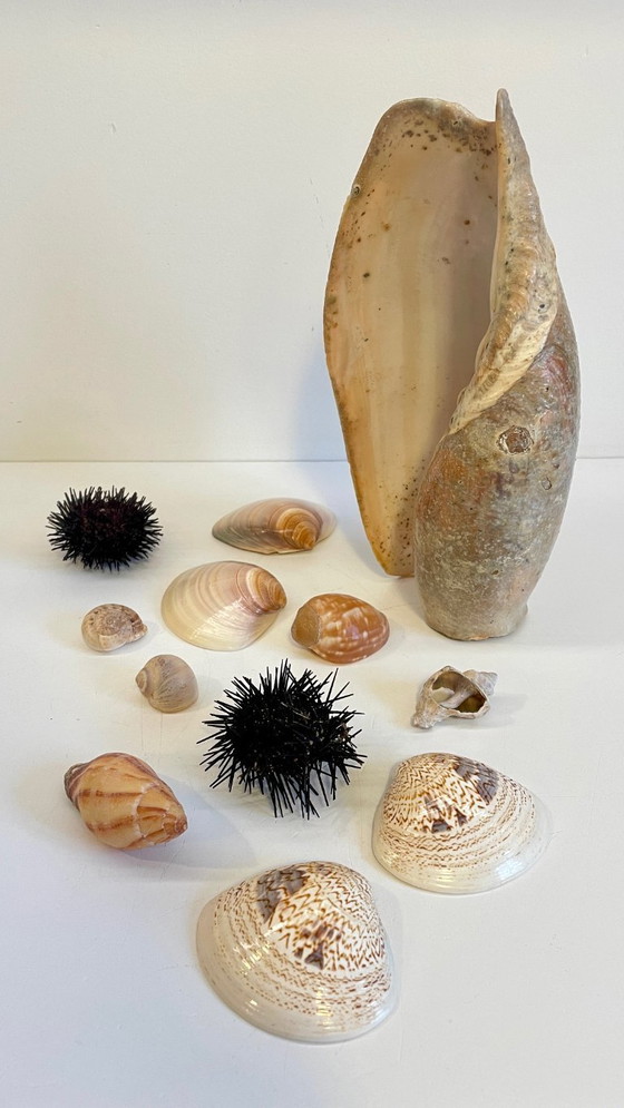 Image 1 of Seashell Collection