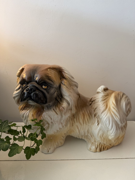 Image 1 of Großes Bild eines Pekinesenhundes