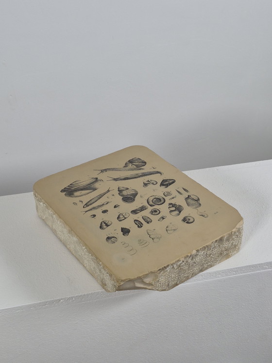 Antique Lithographic Stone Printing Stone Mollusks Snails Shells – Decorative Objects, Paper (photo 8 of 13)