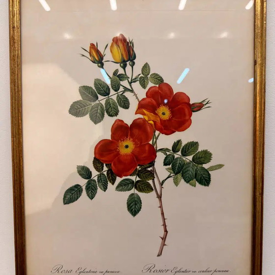 Stampa classica inglese Rosa Cappuccina in vendita?, Litografie e stampe, Klassiek (foto 2 di 4)