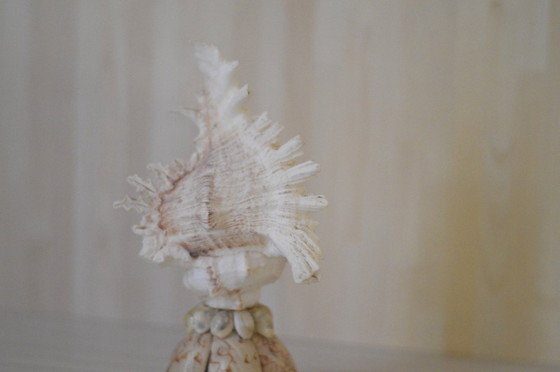 Image 1 of Shell lamp