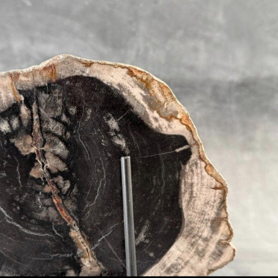 Image 1 of Bois fossilisé – Plaque en bois pétrifié avec un support sur mesure.