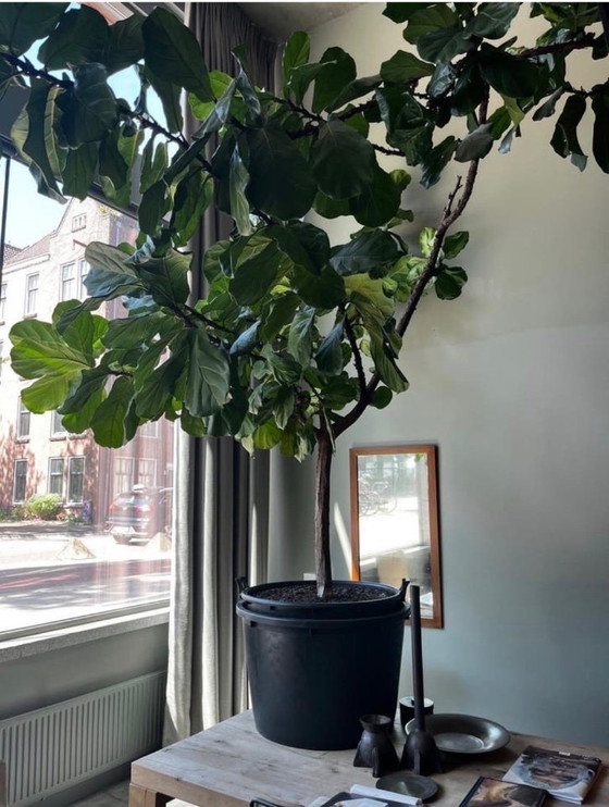 Image 1 of Grand Ficus lyrata (plante à tabac) - 3 mètres de haut et de large