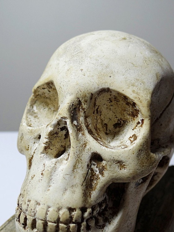 Image 1 of Ancien Memento Mori en plâtre, crâne sur livre, curiosité fin XIXe début XXe
