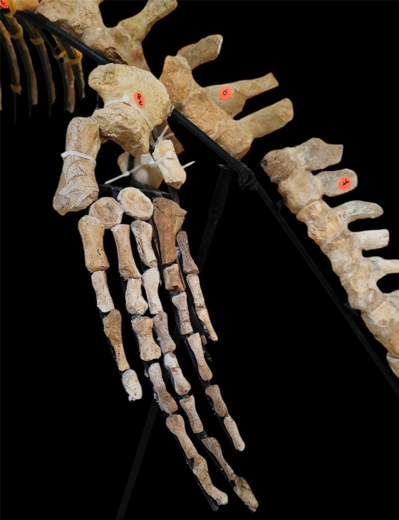 Image 1 of Large 2.80m Mosasaur Skeleton - Museum Quality 3D Mount - Prehistoric Fossil Art