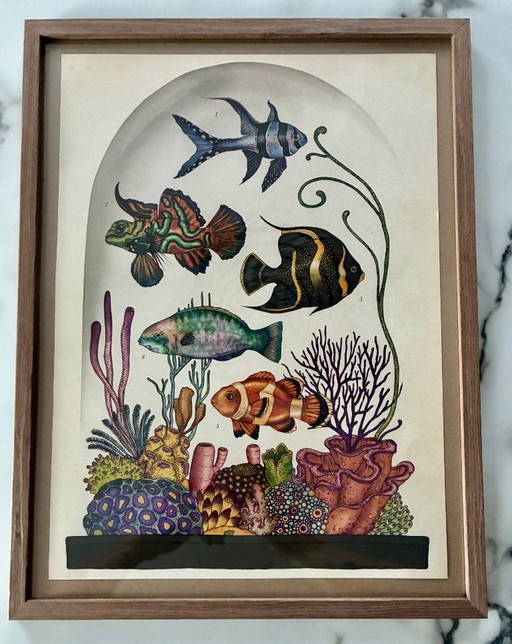 Illustration Encadrée Poissons Façon Musée – wanddecoratie, Paper (photo 2 of 6)
