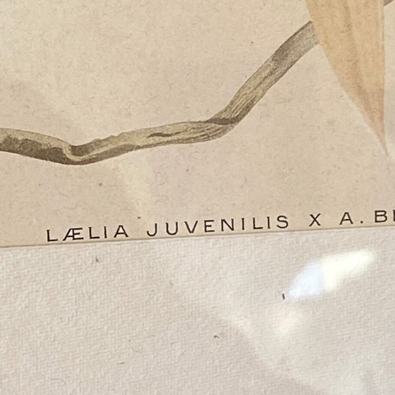 Image 1 of Dipinto antico di un'orchidea, litografia