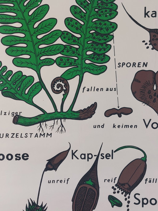 Vintage Rollkarte Lehrmittel Biologie Pflanzen Wandkarte