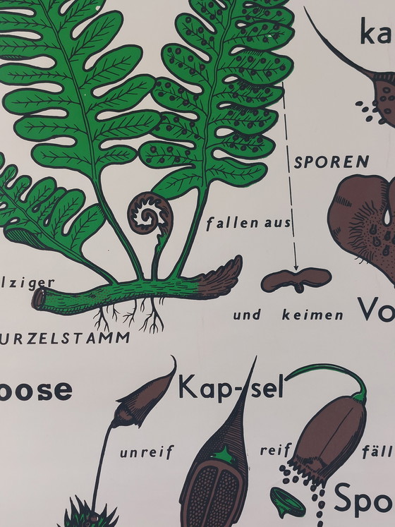 Image 1 of Vintage roll-up map, teaching aid, biology, plants, wall map
