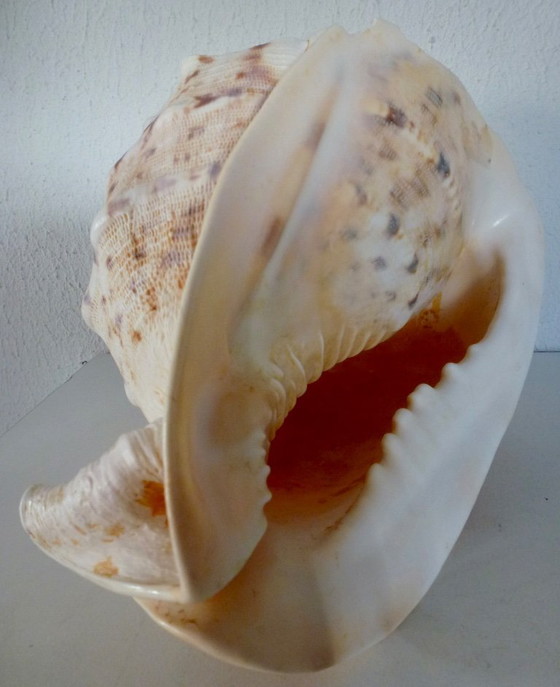 Image 1 of Cassis Cornuta (conchiglia di timone) grande, 22 cm.
