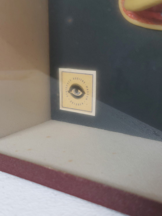 Image 1 of Medical wax model, Hygiene Museum Dresden, teaching model, display case, facial nerves