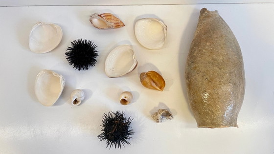Image 1 of Seashell Collection