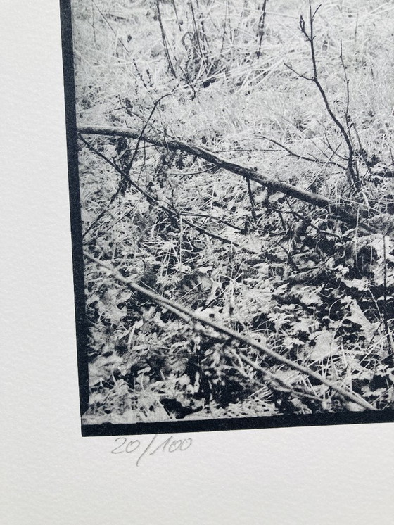 Image 1 of Ralph Janowski - Stampa fotografica Albero - Grande formato