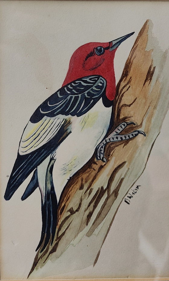 Image 1 of Uccello acquerello Donald Watson(1910-2005)