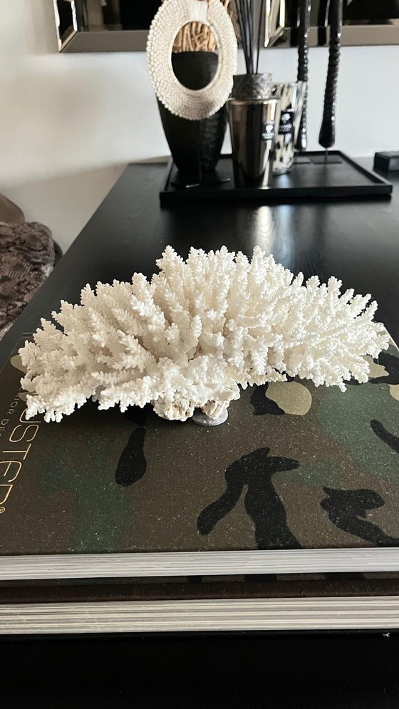Image 1 of Large Coral Decoration Piece Eric Kuster