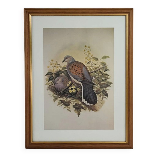 Stich / Druck Vogel nach J. Gould