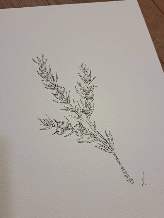 Image 1 of Illustration Juniper Branch Juniper | In dark brown frame