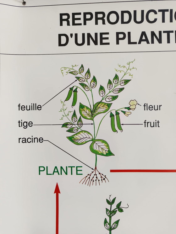 Image 1 of Vintage bloemen school poster