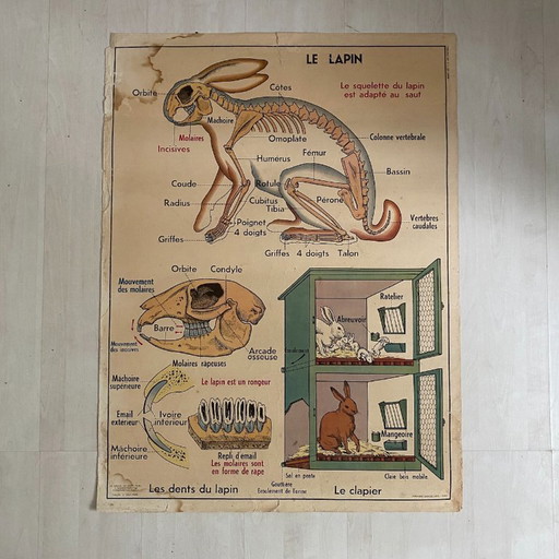 Manifesto scolastico d'epoca: Animali insettivori / Coniglio – wanddecoratie, Paper (photo 2 of 10)