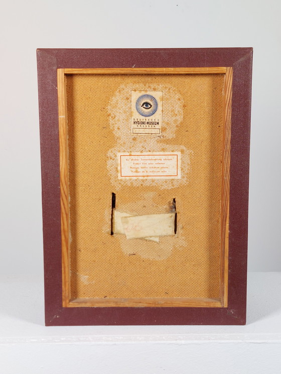 Image 1 of Medical wax model, Hygiene Museum Dresden, teaching model, display case, facial nerves