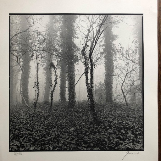 Stampa fotografica firmata Ralph Janowski 38/100