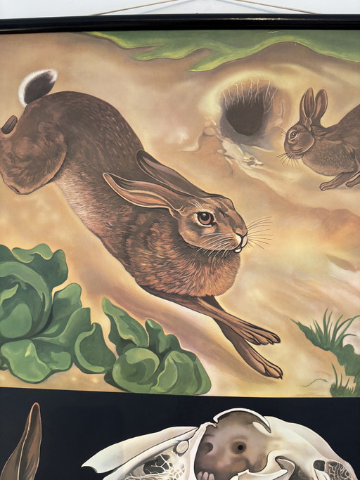 Affiche pédagogique vintage "Le Lièvre" (Jung-Koch-Quentell) – Lehrmittelverlag Hagemann