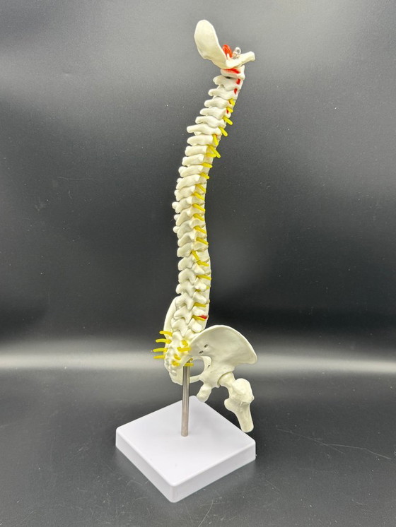 Image 1 of anatomical model / spine