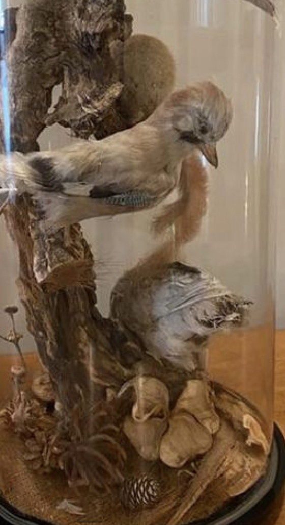 Image 1 of Antike viktorianische, sehr große Glaskuppel mit ausgestopften Vögeln und einem Eichhörnchen aus der Zeit um 1900