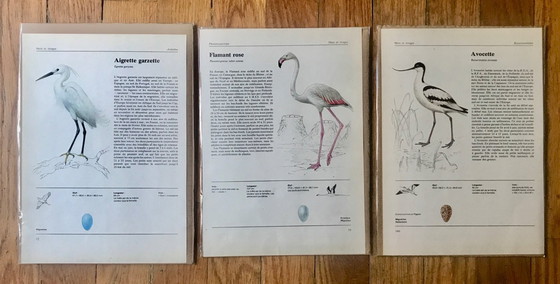 Image 1 of Vintage European bird illustrations