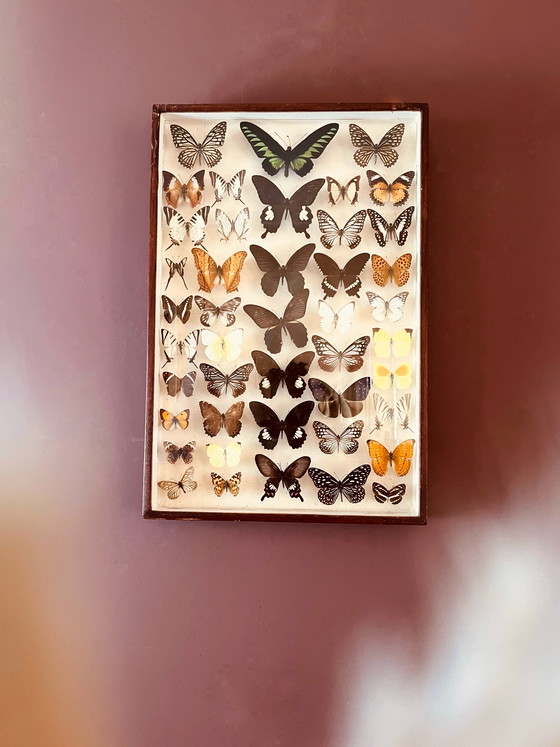 Image 1 of Unici! Vetrine esotiche vintage a forma di farfalla.