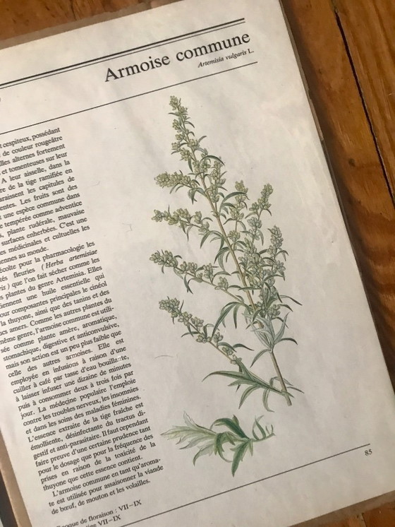 Image 1 of Botanical illustrations