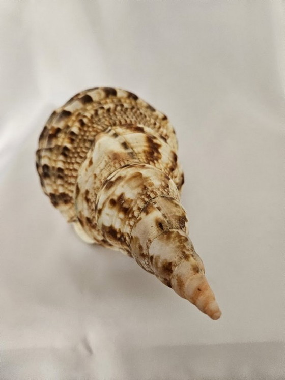 Spectacular Giant Triton's Horn Shell (29 cm) – Luxury Maritime Collector's Item (Pre-CITES) (photo 7 of 10)
