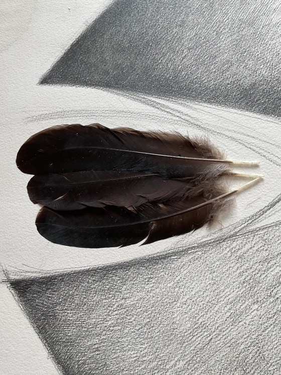 Image 1 of Collage, dessin avec des plumes