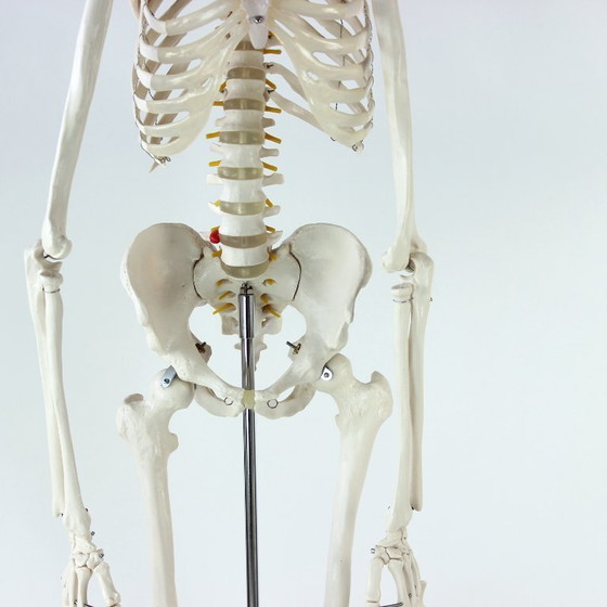 Image 1 of Freestanding Vintage Human Skeleton Anatomy Model, Czechoslovakia 1980s
