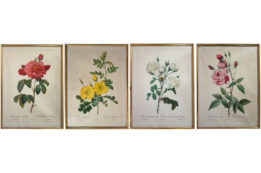 4 old botanical plates of roses