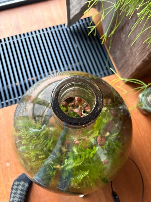 Cavolini di Bruxelles Grande Fratello