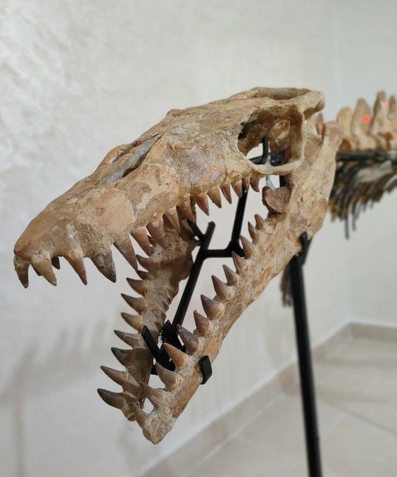 Image 1 of Mosasaurus – Cretaceous Marine Reptile
Large Mosasaurus