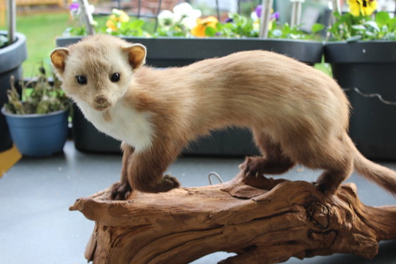 Image 1 of Trophée de martre empaillée vintage provenant d'une propriété, en bon état de conservation, avec matériel de fixation murale.