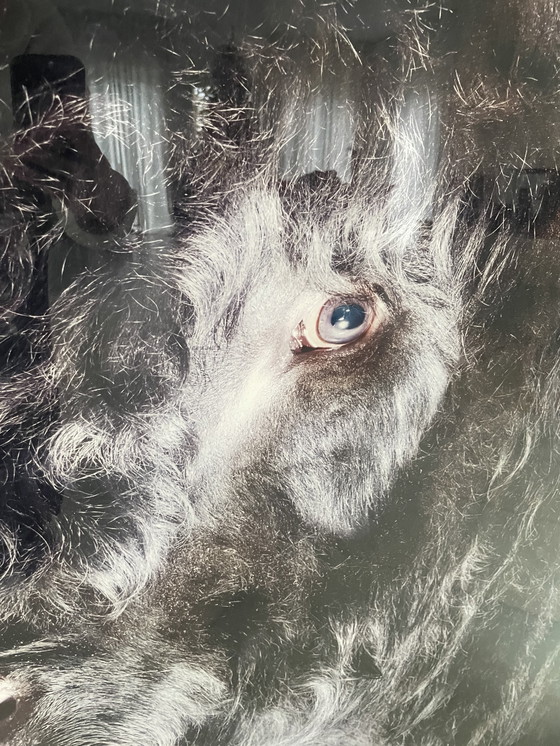 Image 1 of Alexander von Reiswitz