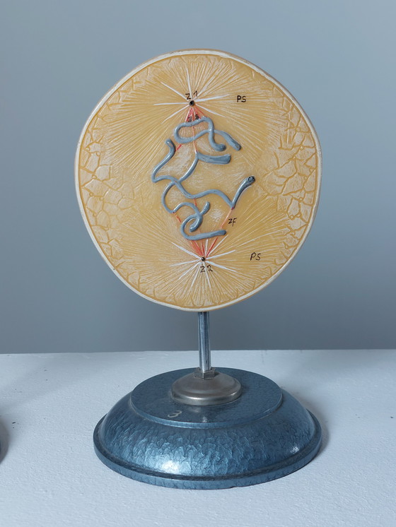 Image 1 of Vecchio modello didattico Divisione cellulare Mitosi Ausilio didattico di biologia Metallo Plastica