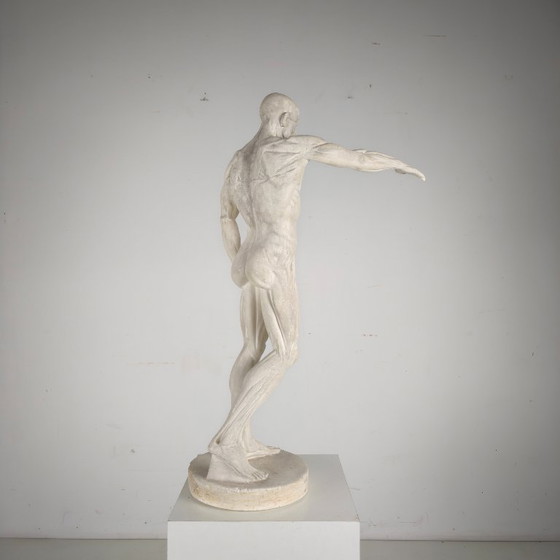 Image 1 of Modello anatomico Écorché – Scultura in gesso
