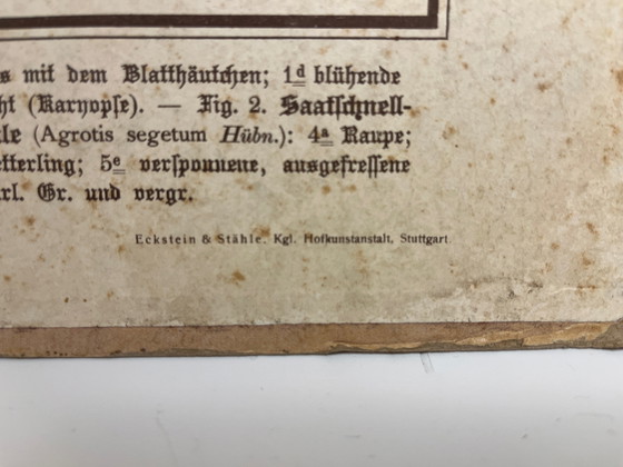 Image 1 of Pannello didattico, pannello scolastico, pannello espositivo, litografia, probabilmente intorno al 1900 - 64 cm