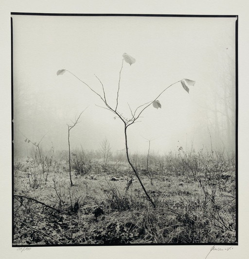 Ralph Janowski - Stampa fotografica Albero - Grande formato