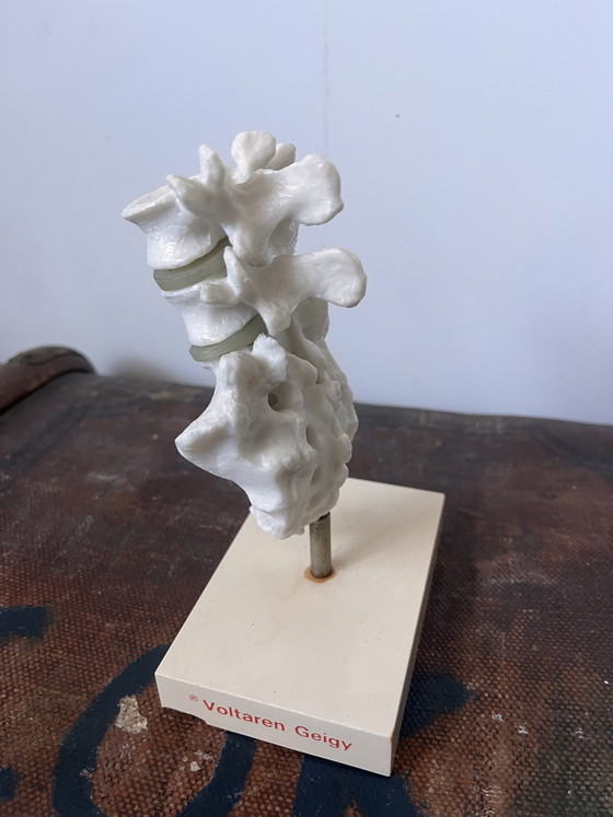 Image 1 of Anatomical decoration x 5