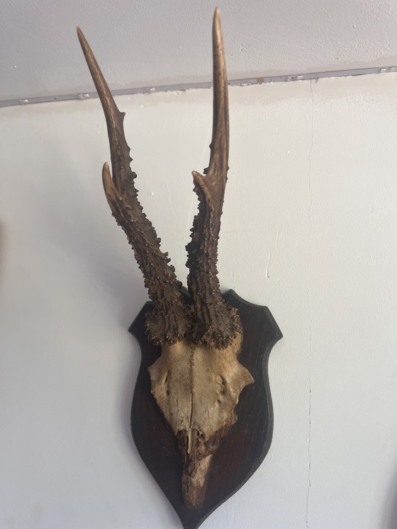 Image 1 of Palchi di capriolo