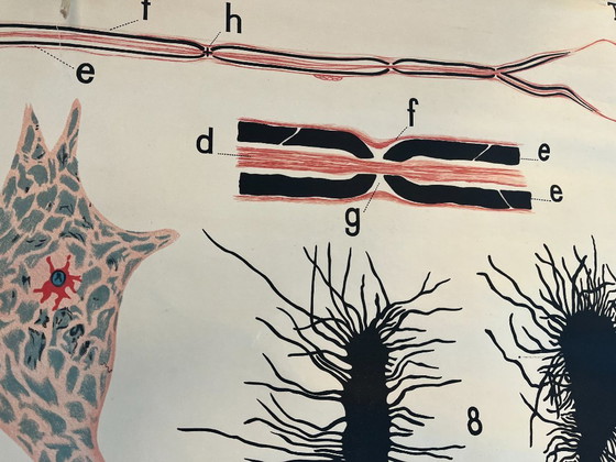 Image 1 of Zoological poster, animal body cell
