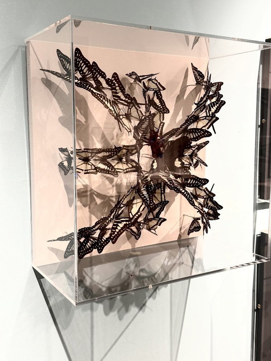 Image 1 of Butterfly box with a cream background, with green, white, black/brown butterflies in it.