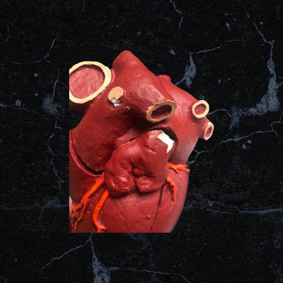 Image 1 of Trasicor retard vintage lifesize medical human heart specimen model anatomical physician's educational boxed 80s